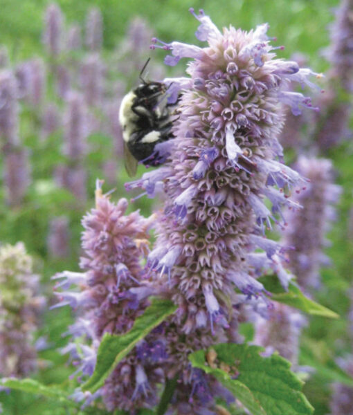 Pollinator Garden Seed Collection Gift Box (Direct Ship) - Image 3