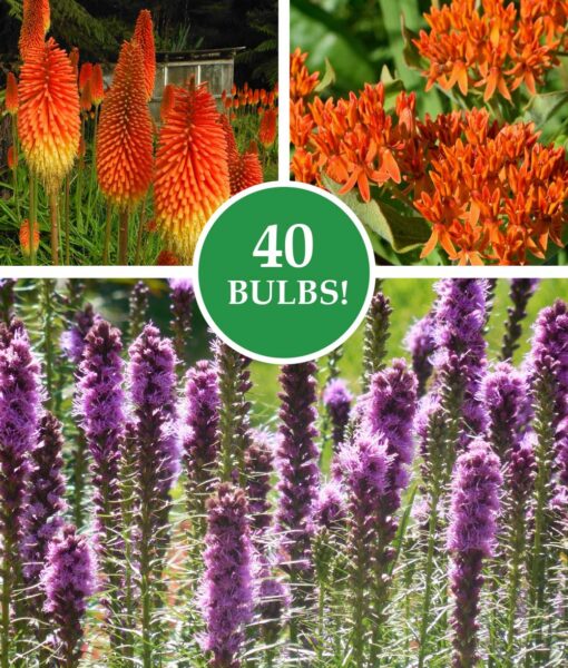 Pollinator Paradise Collection Set of 40 (Direct Ship Only)