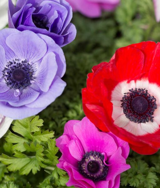 Poppy Anemone Mix Set of 25 (Direct Ship Only)