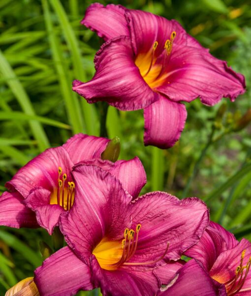 Purple d'Oro Daylily Set of 3 (Direct Ship Only)