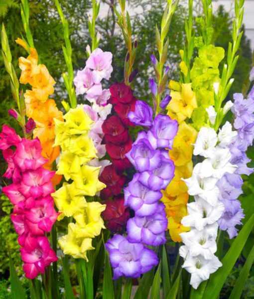 Rainbow Gladiolus Mix set of 40 (Direct Ship Only)