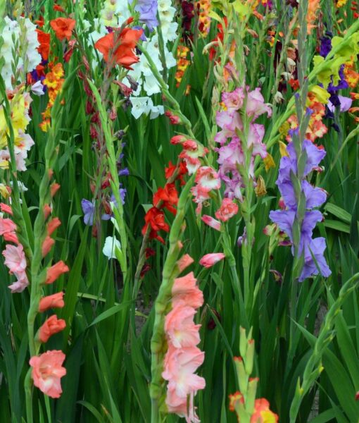 Rainbow Gladiolus Mix set of 40 (Direct Ship Only) - Image 2