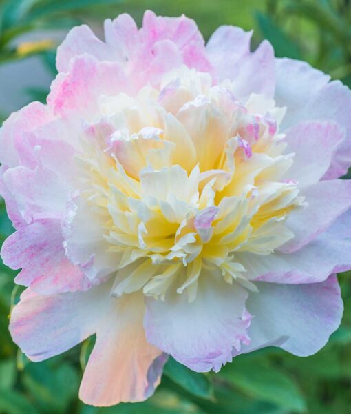 Raspberry Sundae Peony 1 Bare Root (Direct Ship Only)