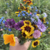 Meadow Mix Seed Shakers (Direct Ship) - Image 9