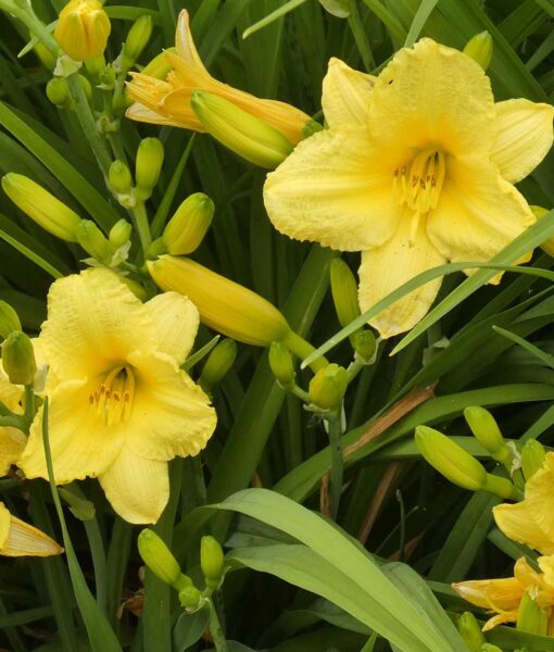 Stella d'Oro Daylily Set of 3 (Direct Ship Only)