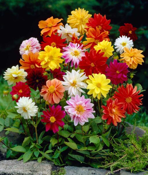 Unwin's Mix Dahlia Set of 5 (Direct Ship Only)