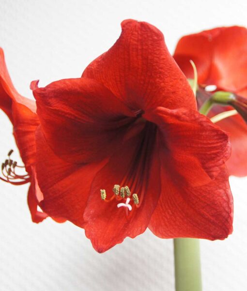 SOLD OUT! Amaryllis Bulb Kit (Direct Ship) - Image 2