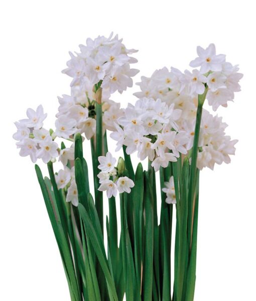 SOLD OUT! Paperwhites Bulb Kit (Direct Ship) - Image 2