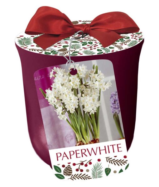 SOLD OUT! Paperwhites Bulb Kit (Direct Ship)